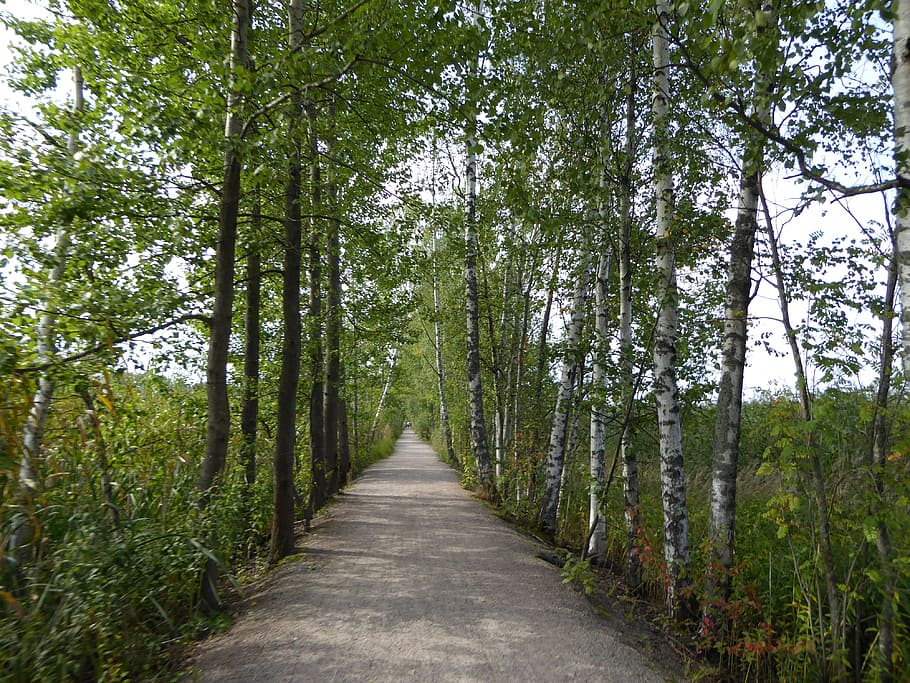 Forest, Path, Wood, Birch, the path, tree, nature, footpath HD wallpaper