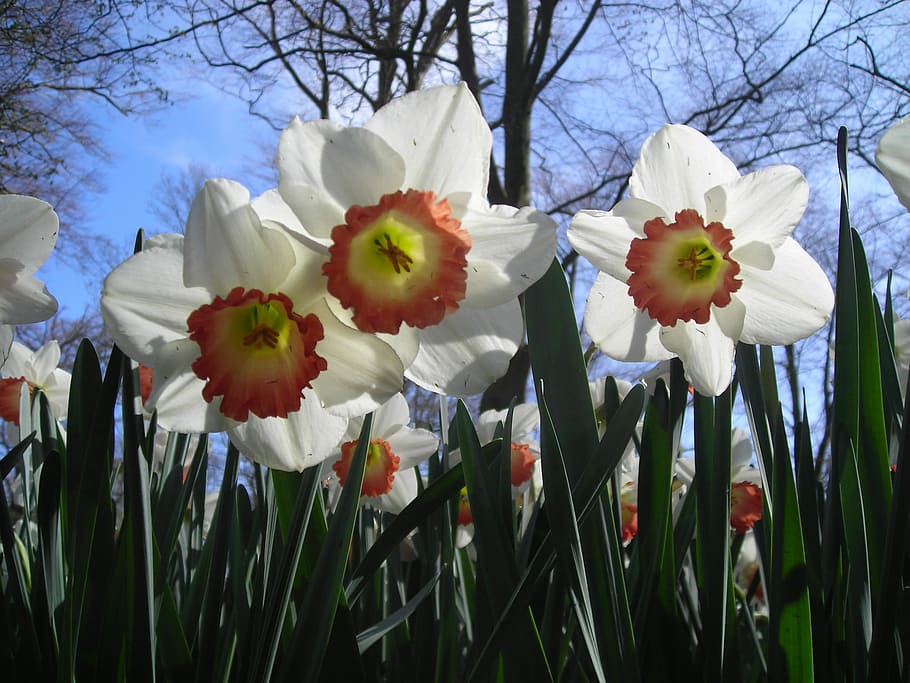 Daffodils, White, Spring, sky, close, blossom, bloom, flower HD wallpaper