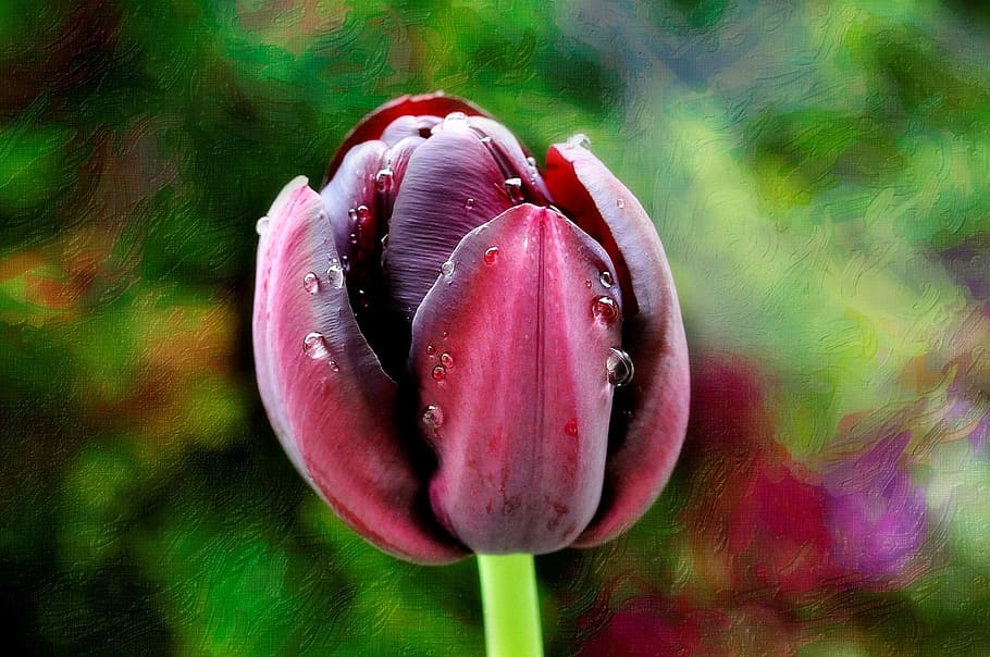 tulip, flower, blossom, bloom, purple, spring flower, intense color HD wallpaper