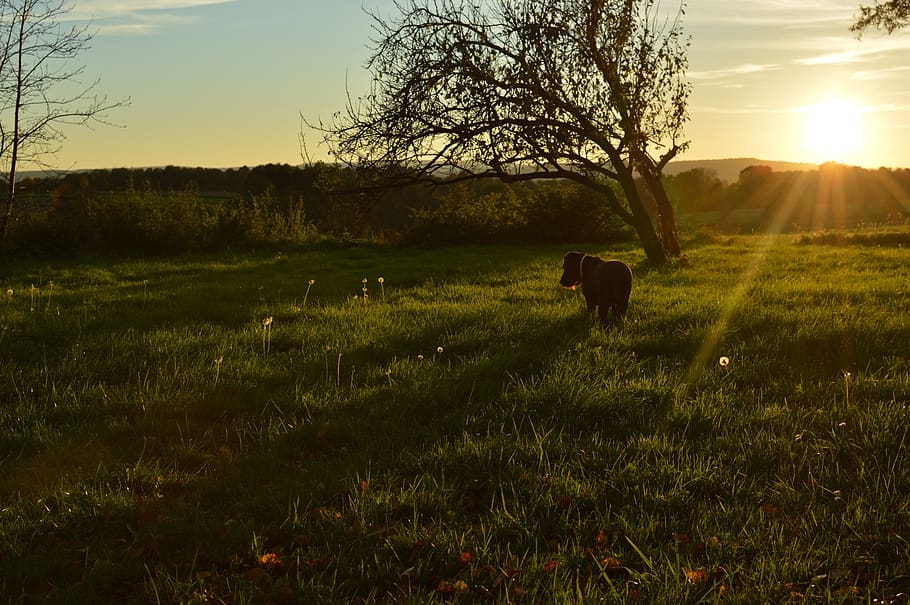 meadow, dog, evening, scene, backlight, tree, sun, sunset, bright HD wallpaper