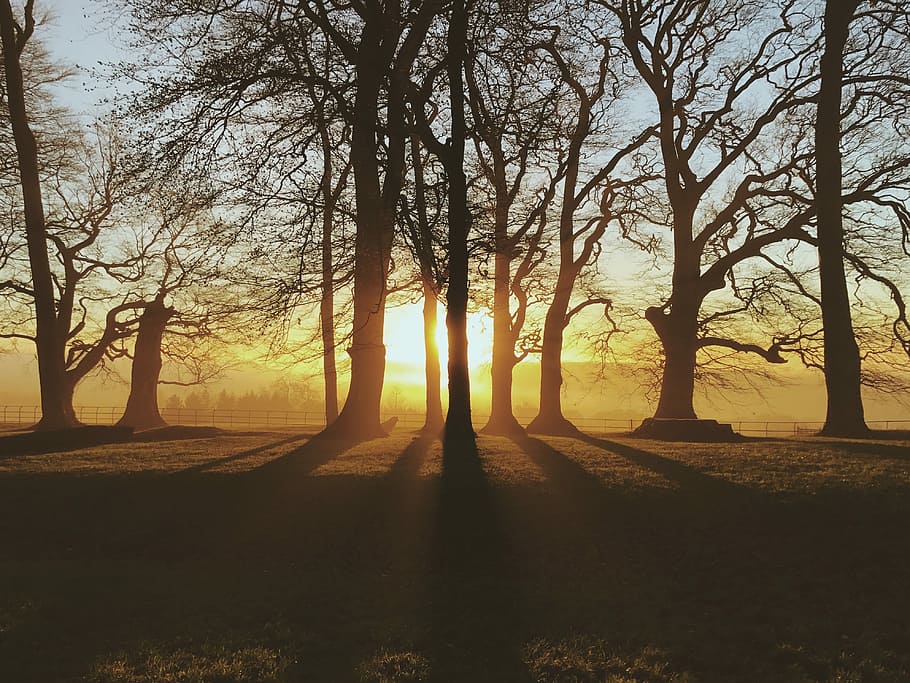 silhouette of bald trees during dusk, silhouette of trees under golden hour HD wallpaper