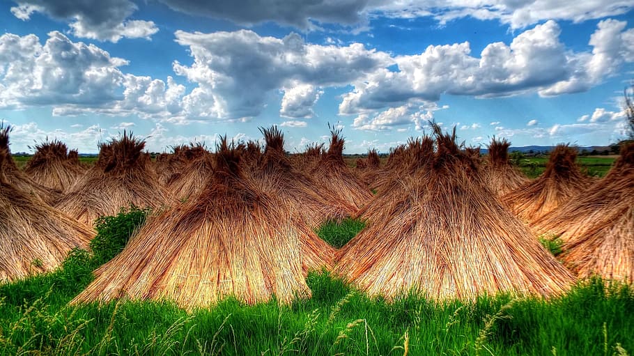 Reed, Landscape, Heap, Waterfront, lakeside, cloud - sky, grass HD wallpaper