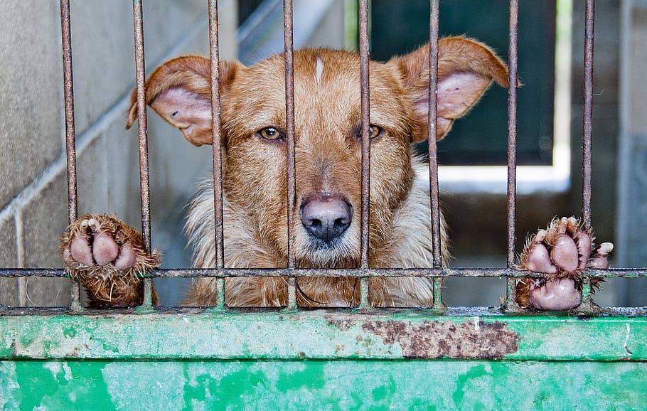short-coated brown dog standing behind the gate, caged, abandoned HD wallpaper