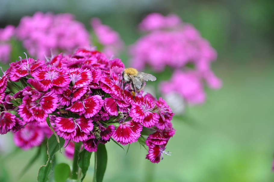 flower, insect, nature, spring, flowering plant, animal themes HD wallpaper