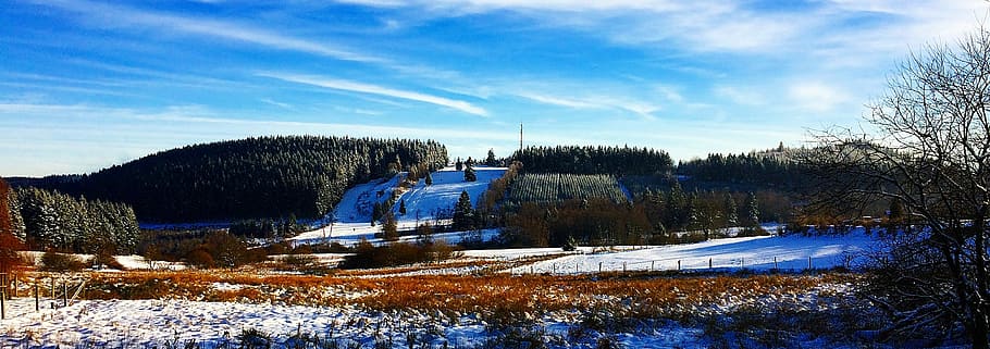 winter, snow, mountains, wintry, tree, white, snowy, cold, winter bushes HD wallpaper