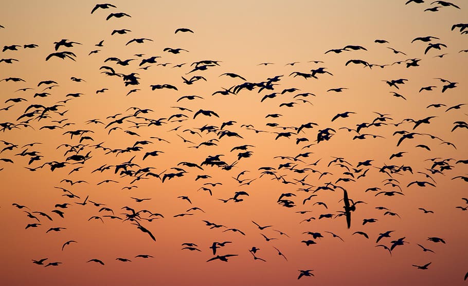 birds during golden hour, silhouette photography of flock of birds flying high HD wallpaper