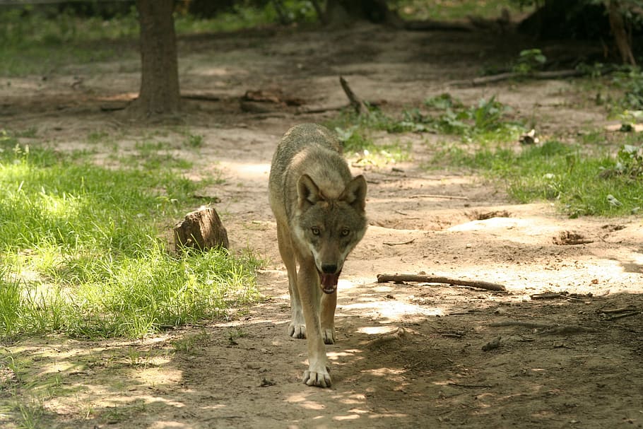 wildlife photography of gray wolf, canis lupus, enclosure, zoo HD wallpaper