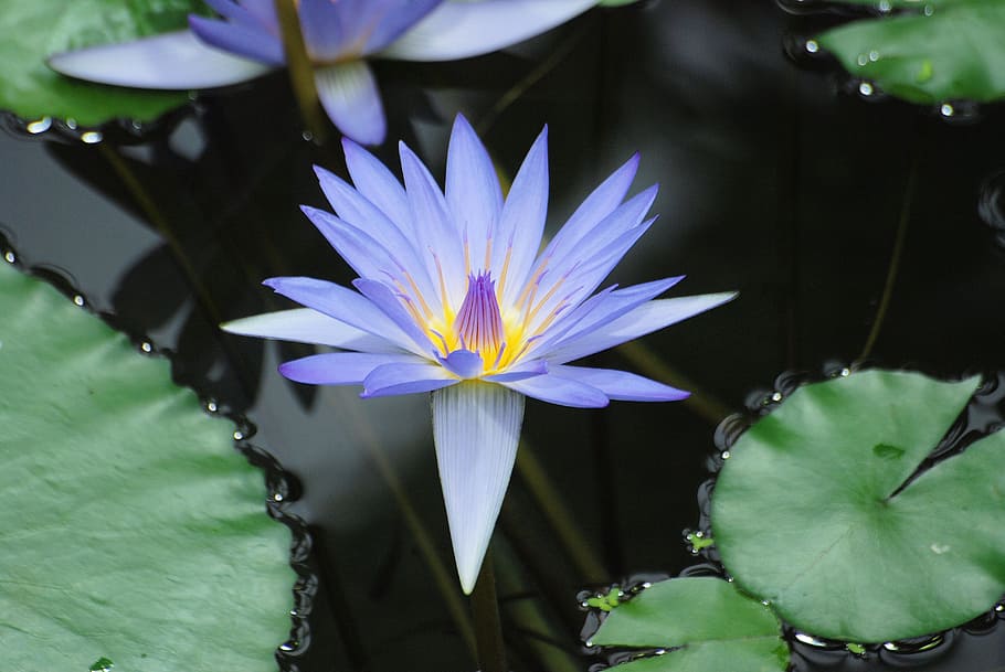water lily, bloom, leaf, pond, aquatic, blue, flower, flowering plant HD wallpaper