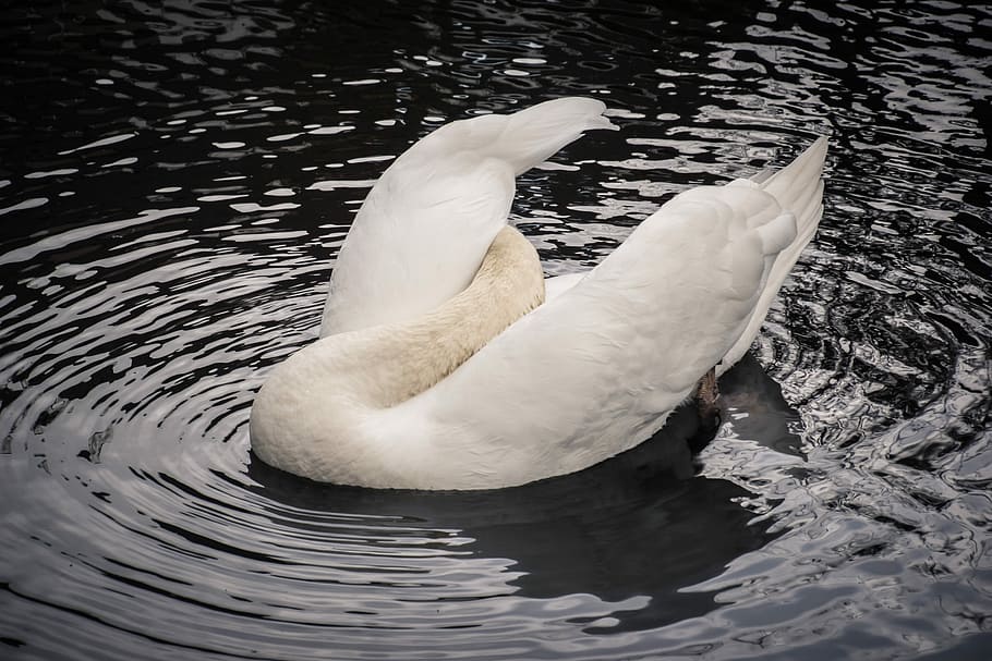 selective focus photography of white swan on body of water, white duck on body of water HD wallpaper