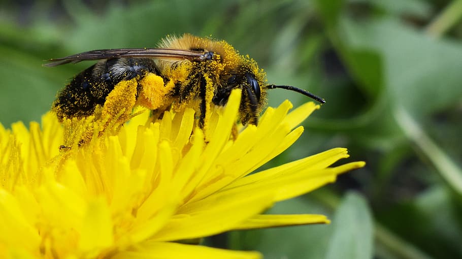 selective focus photography of yellow honey bee perched on yellow petaled flower HD wallpaper