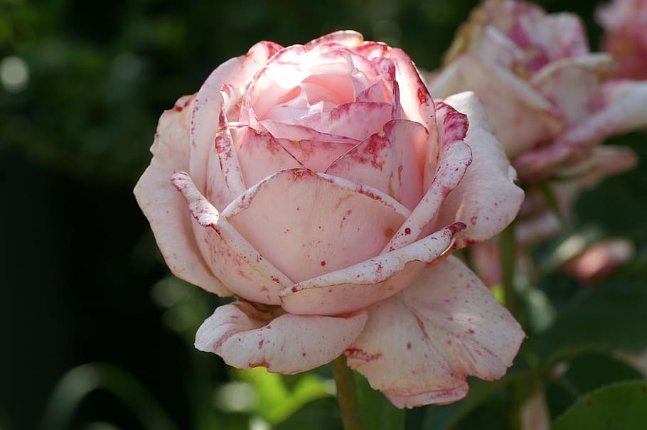 pink, rose, bloom, flower, flowering plant, pink color, beauty in nature HD wallpaper