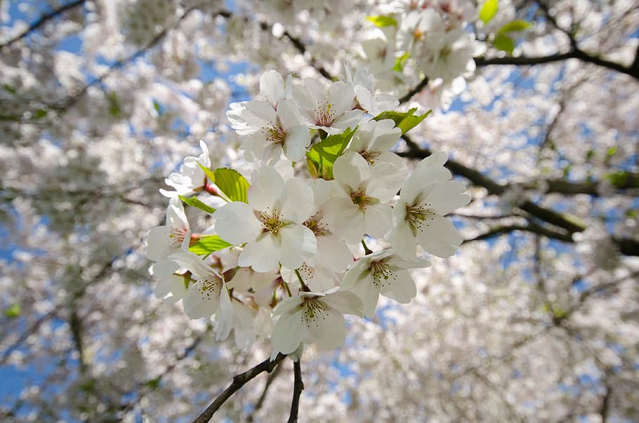blossom, white, cherry, tree, blue, blooming, floral, spring HD wallpaper