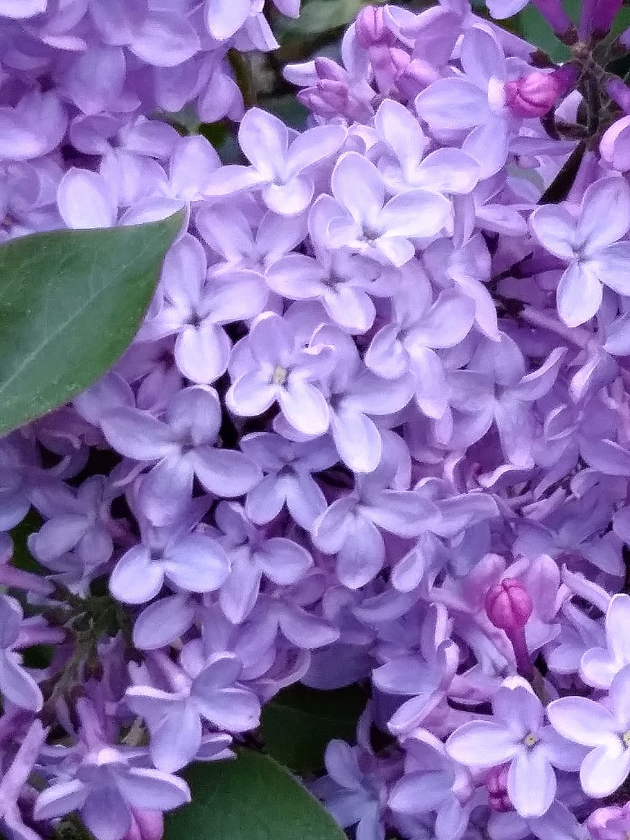 3000 Free Lilac Flower  Lilac Images  Pixabay