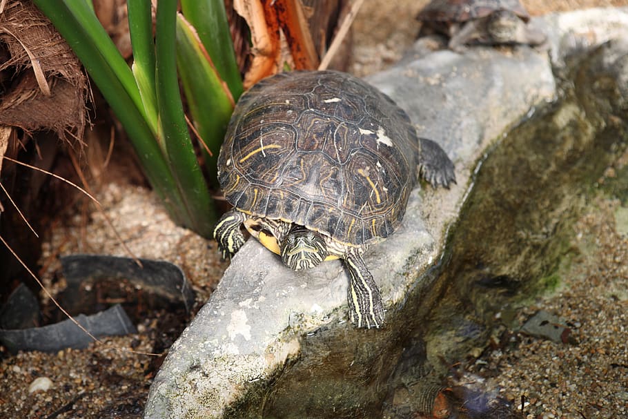 turtle, zoo, animal, animal wildlife, animal themes, animals in the wild HD wallpaper