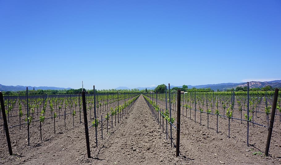 landscape photography of farm, napa valley, vineyards, california, HD wallpaper