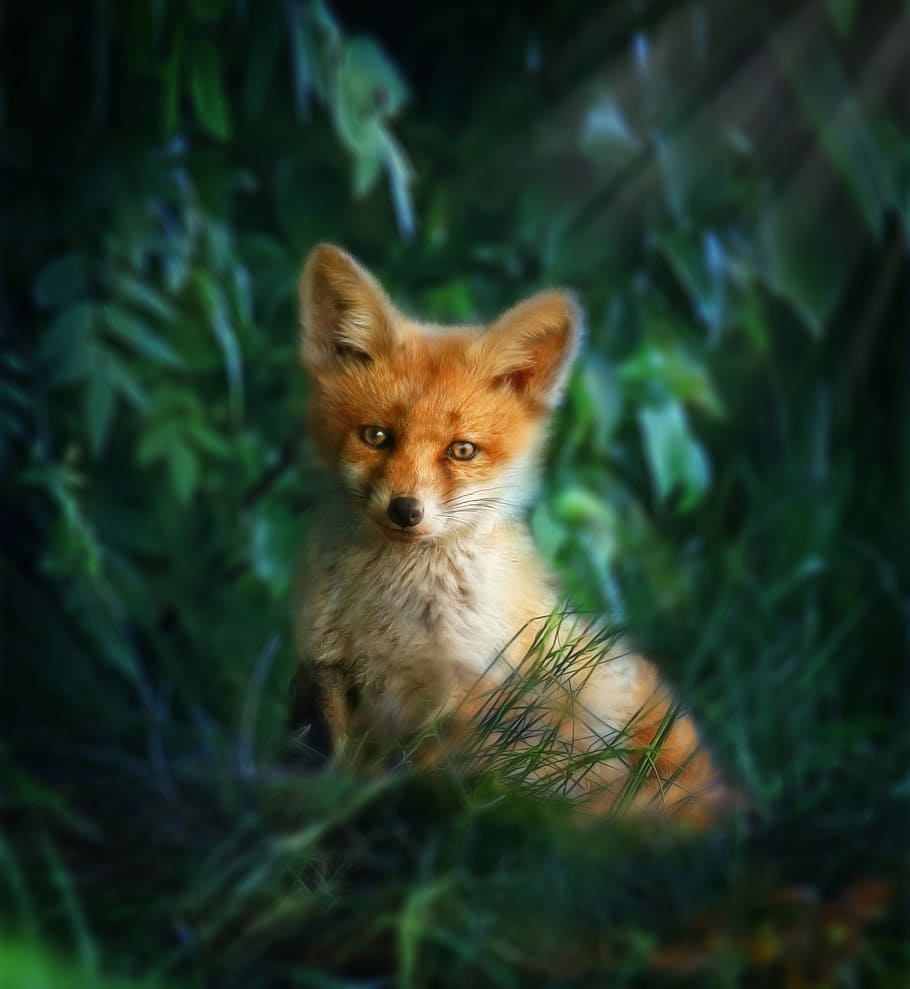 fox on green grass, fox red, nature, predator, forest, redhead