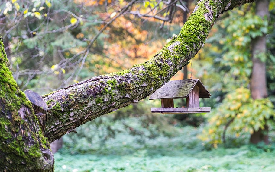 brown birdhouse hanging on tree, nature, wood, sheet, plant HD wallpaper