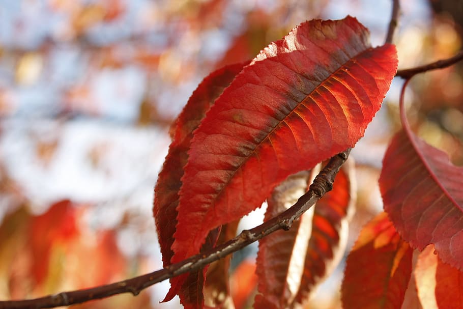 leaf, red, tree, nature, autumn, fall, season, color, natural HD wallpaper