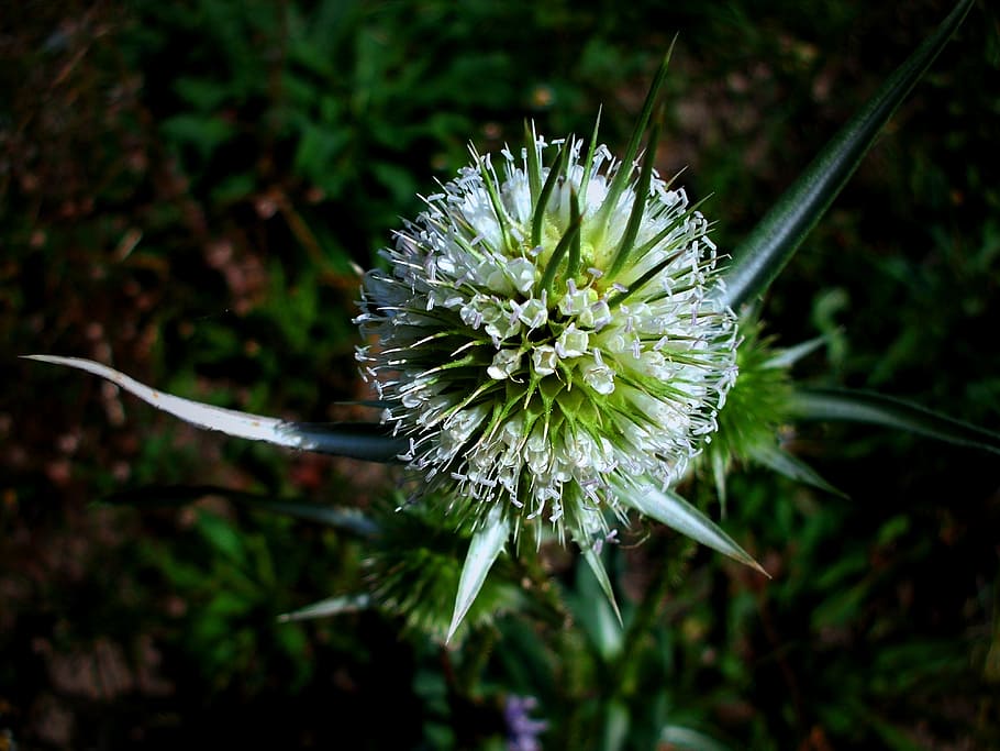 thistle, meadow, nature, spring, flower, white, plant, beauty in nature HD wallpaper
