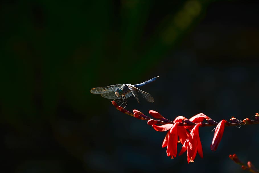 Dragonfly, Flower, Insect, summer, garden, close, outdoors HD wallpaper