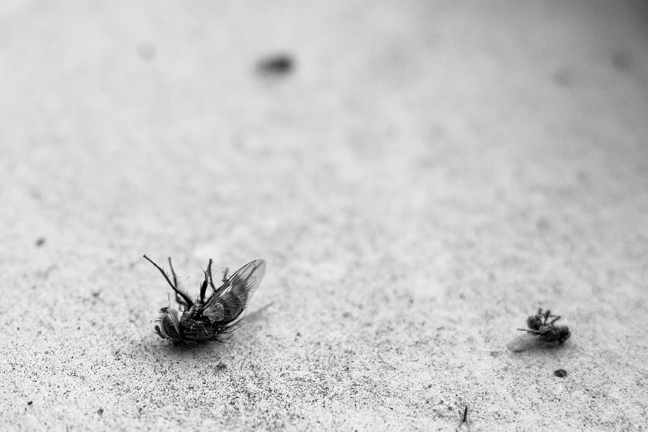 dead flies on gray pavement, Fly, Ants, Insect, Pest, Macro HD wallpaper