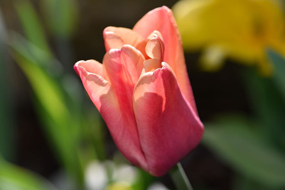 flower, tulip, spring flower, garden, blossom, bloom, close HD wallpaper