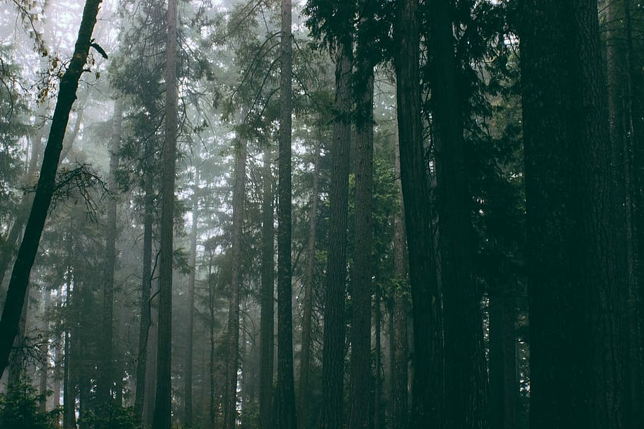 silhouette photograph of green leafed forest, man's eye view of forest trees HD wallpaper
