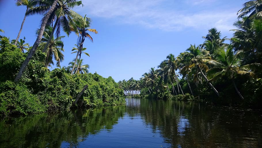 body of water surrounded by trees, green trees with water, kerala, HD wallpaper
