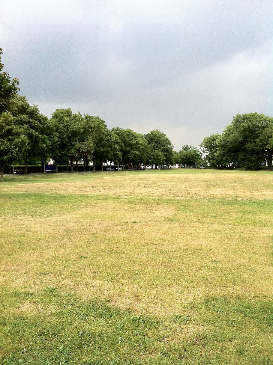 rush, summer, dry, drought, bolzplatz, football pitch, trees HD wallpaper