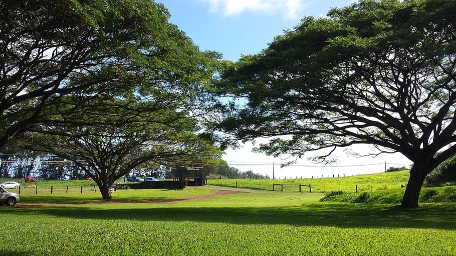 trees, touching, cover, grass, park, trunk, plant, green color HD wallpaper