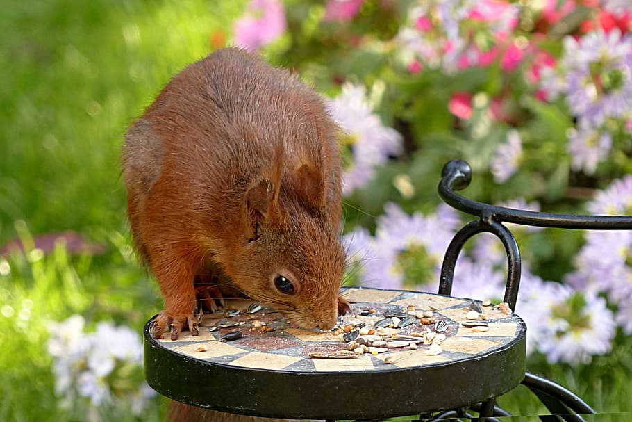 squirrel, sciurus major, rodent, foraging, garden, animal, animal themes HD wallpaper