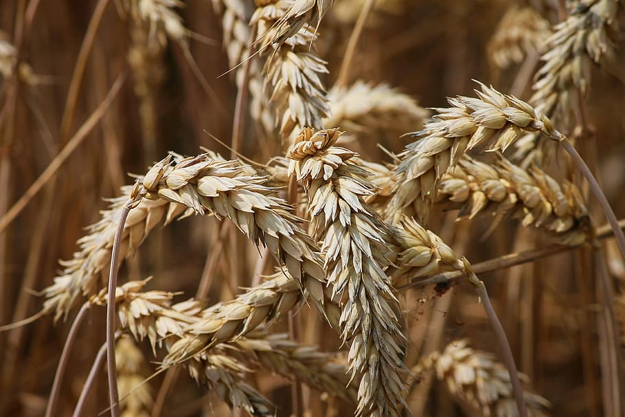 wheat plants closeup photo, spike, cereals, grain, field, wheat grains HD wallpaper