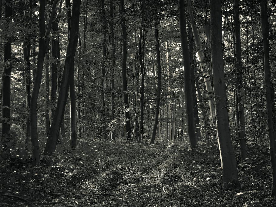 Forest, Nature, Trees, Winter, Landscape, gloomy, mystical HD wallpaper