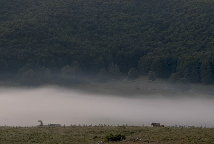 field of green trees with mist photo, brown, cows, fields, fog HD wallpaper