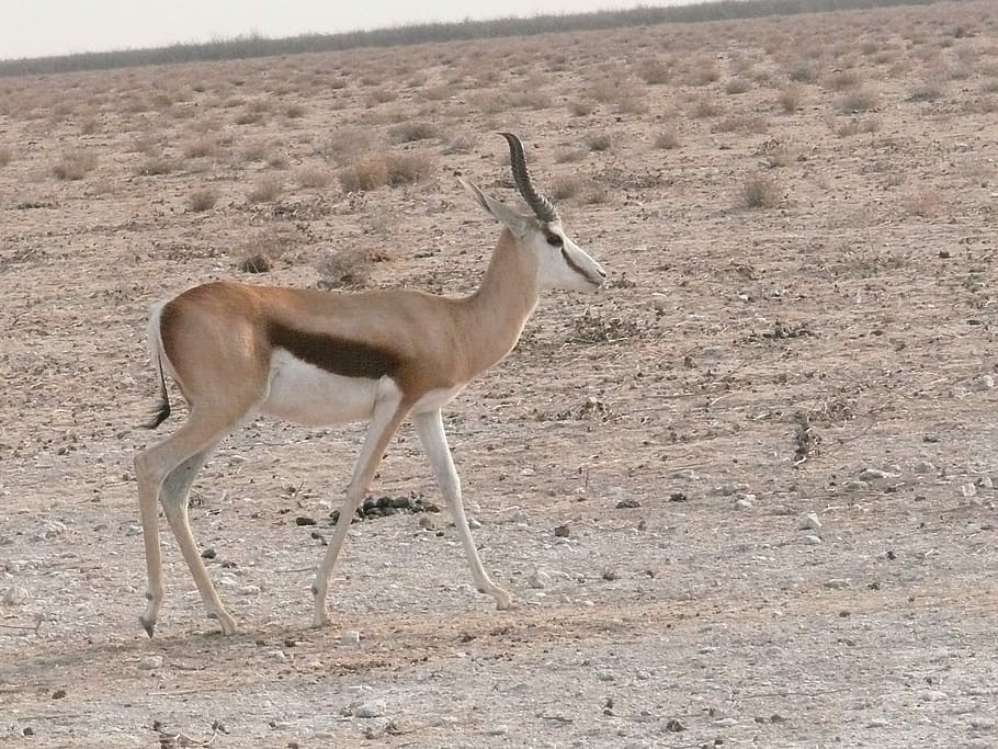 Antelope, Springbok, Animal, African, herbivore, mammal, horns HD wallpaper