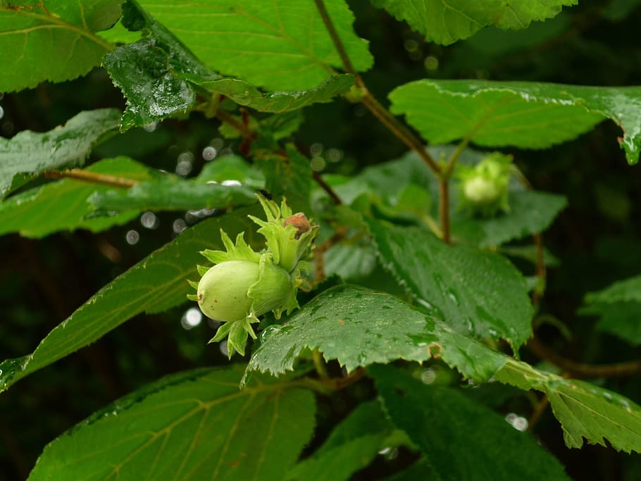 Hazelnut, Bush, green, hazelnut leaf, raindrop, green color HD wallpaper