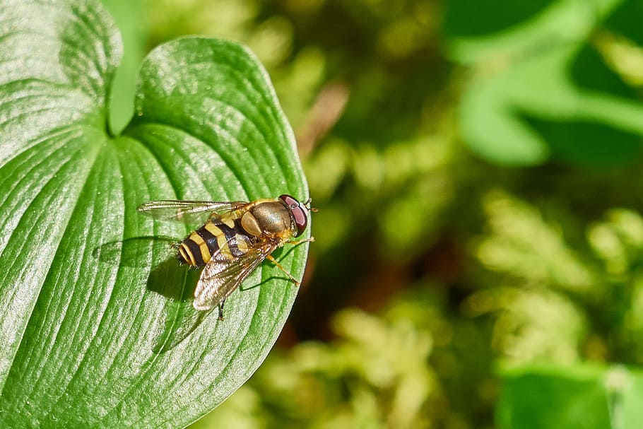 fly, leaf, nature, green, insect, close, leaves, animals, wing HD wallpaper