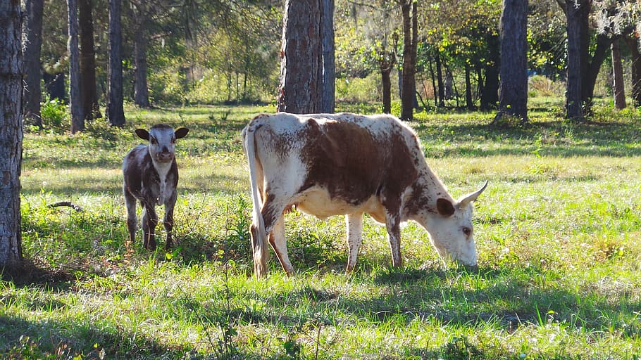 Cow, Calf, Cracker, Farm, Agriculture, cattle, mammal, nature HD wallpaper