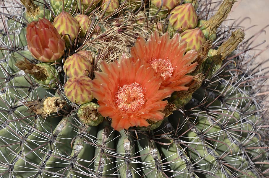 barrel, cactus, orange, flower, bloom, desert, garden, nature HD wallpaper
