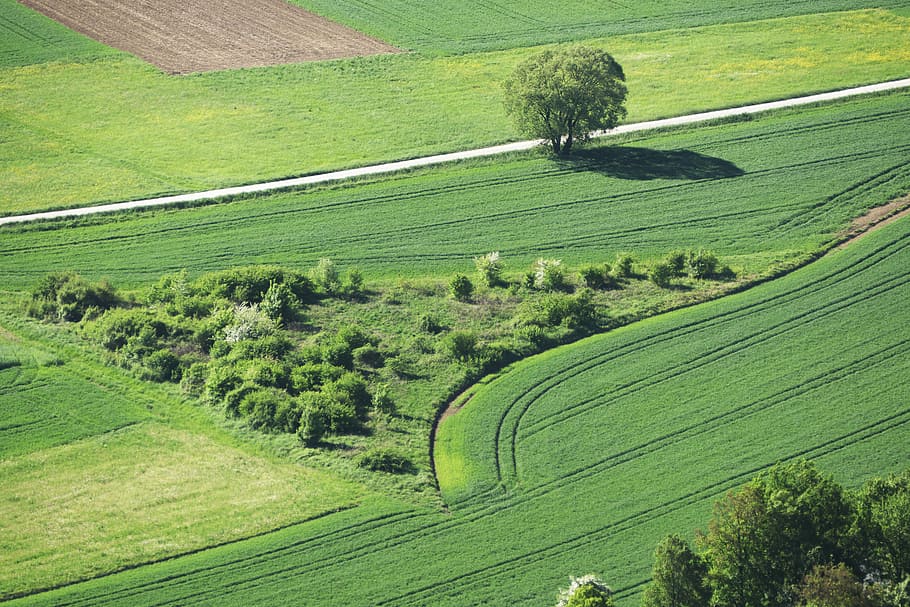 lane, arable, meadow, lines, landscape, sunny, morning, trees HD wallpaper