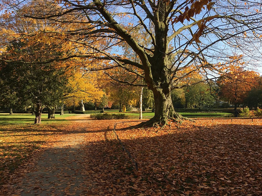 Autumn, Leaves, Tree, Fall, Nature, autumn leaves, foliage HD wallpaper