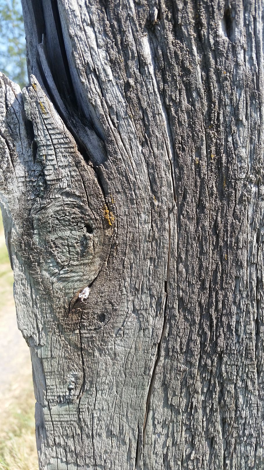 wood, desktop, grey, old, tree trunk, textured, rough, close-up HD wallpaper