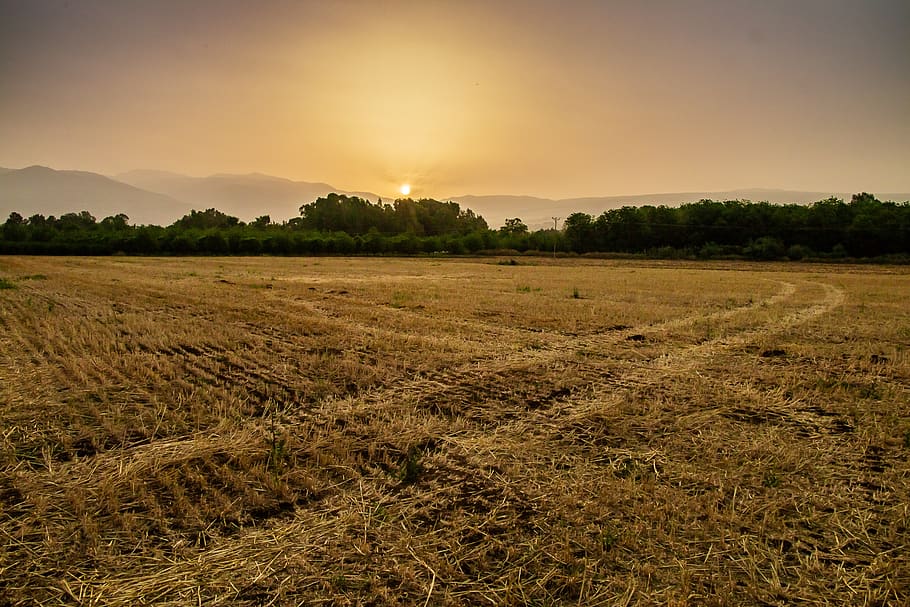 landscape, sunrise, field, environment, plant, sky, tranquility HD wallpaper