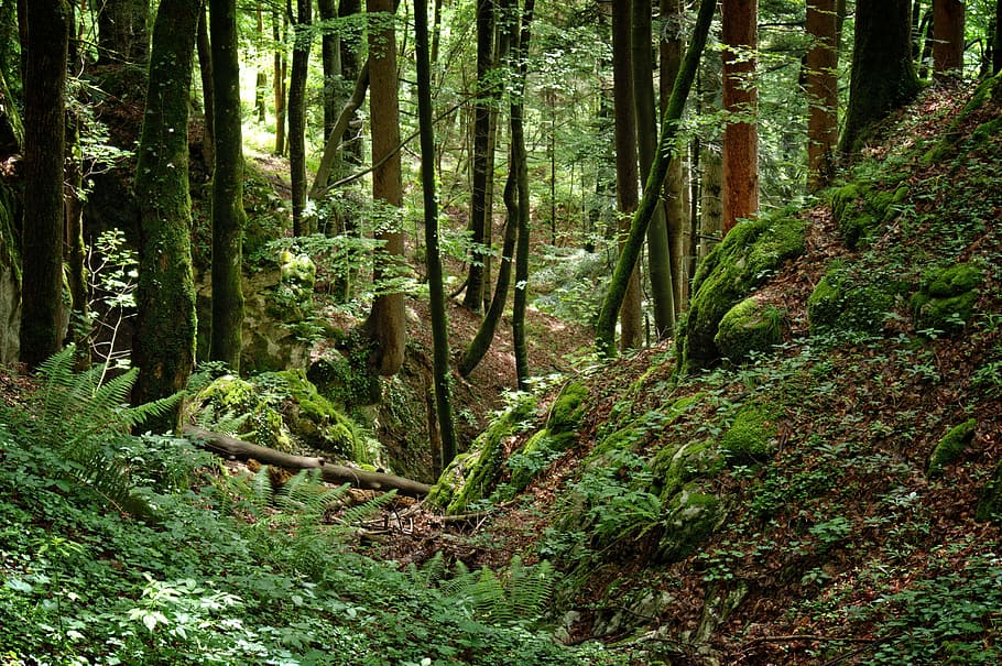 Forest, Nature, Quaint, Trees, wilderness, natural energy, green HD wallpaper