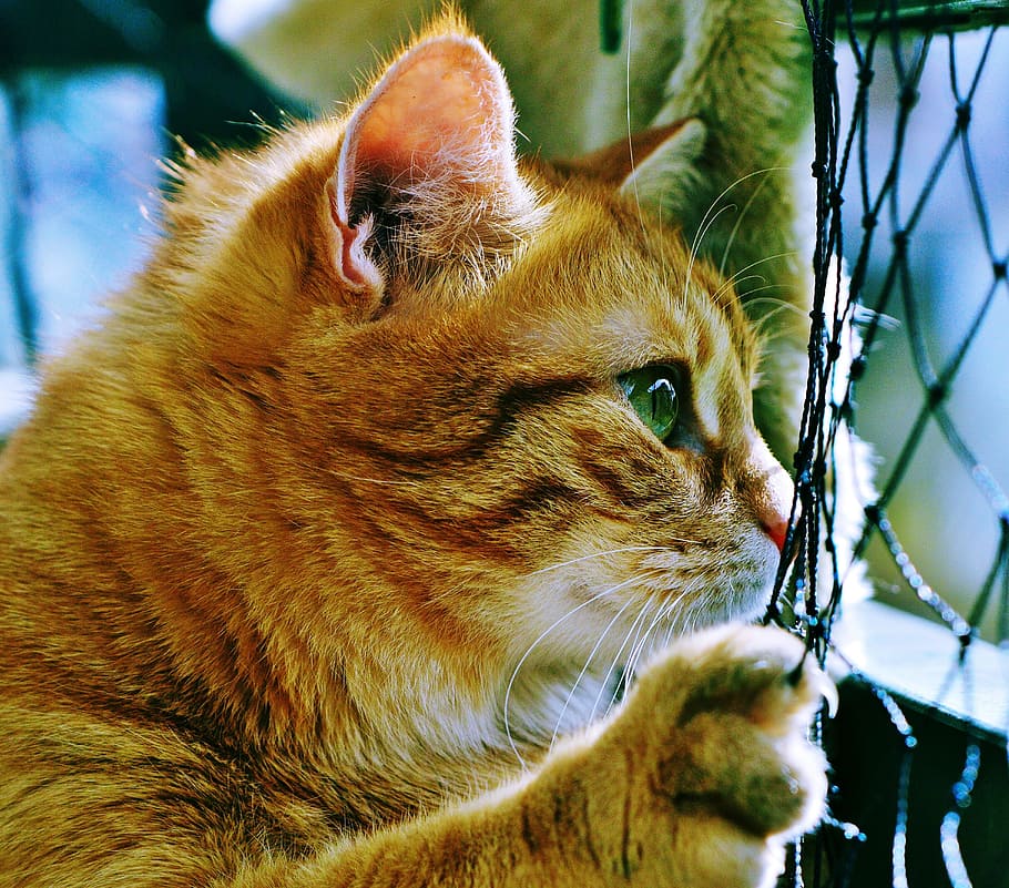 orange tabby cat, red, cute, mackerel, tiger, sweet, cuddly HD wallpaper