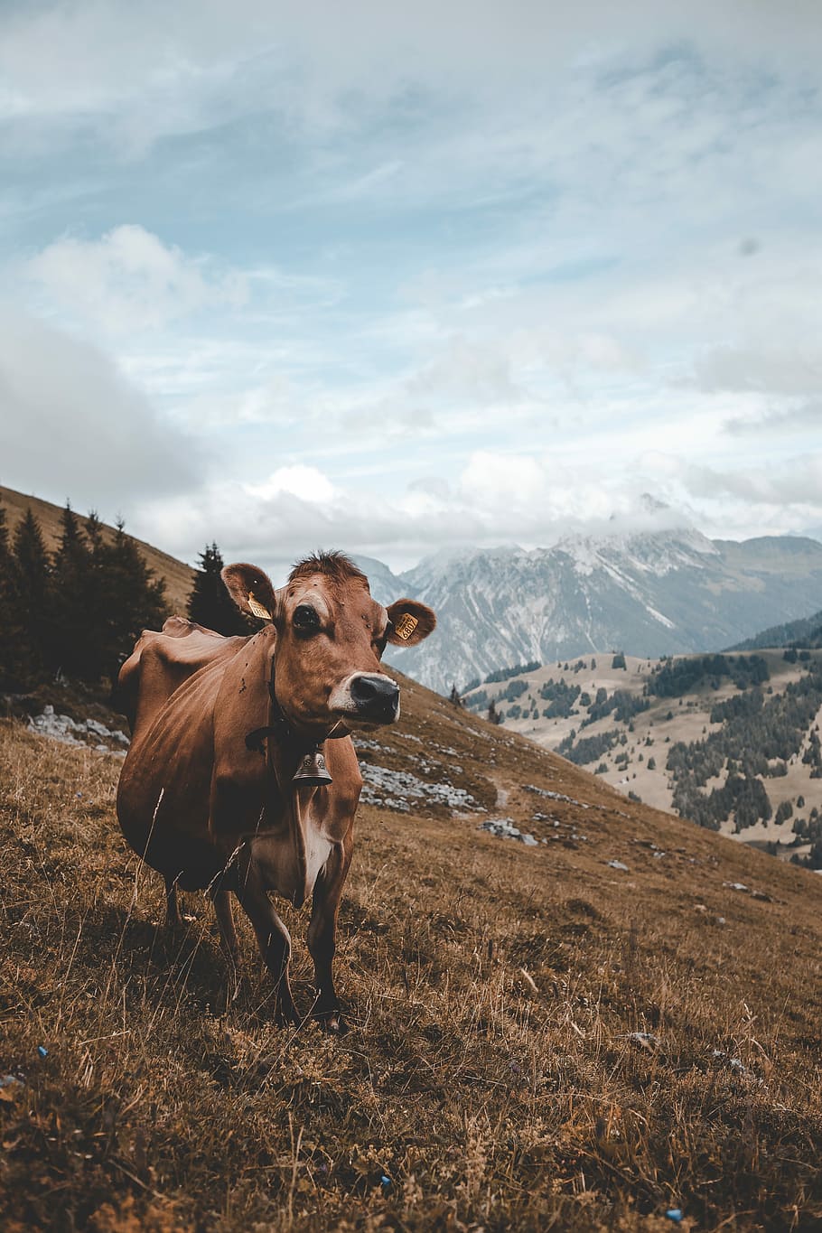 brown cow standing on top of a hill, cow on body of mountain under white clouds HD wallpaper