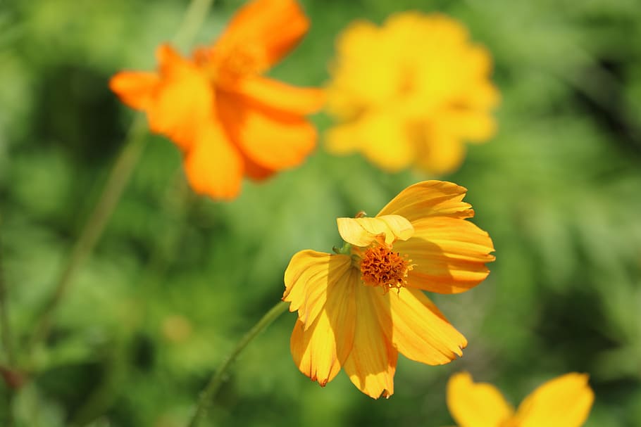 Flower, Yellow, Marigold, Spring, Floral, summer, yellow flowers HD wallpaper