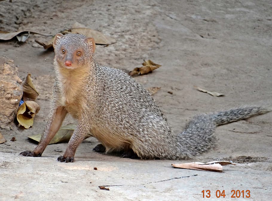 Mongoose, Gray, India, Karnataka, indian, animal, wildlife HD wallpaper