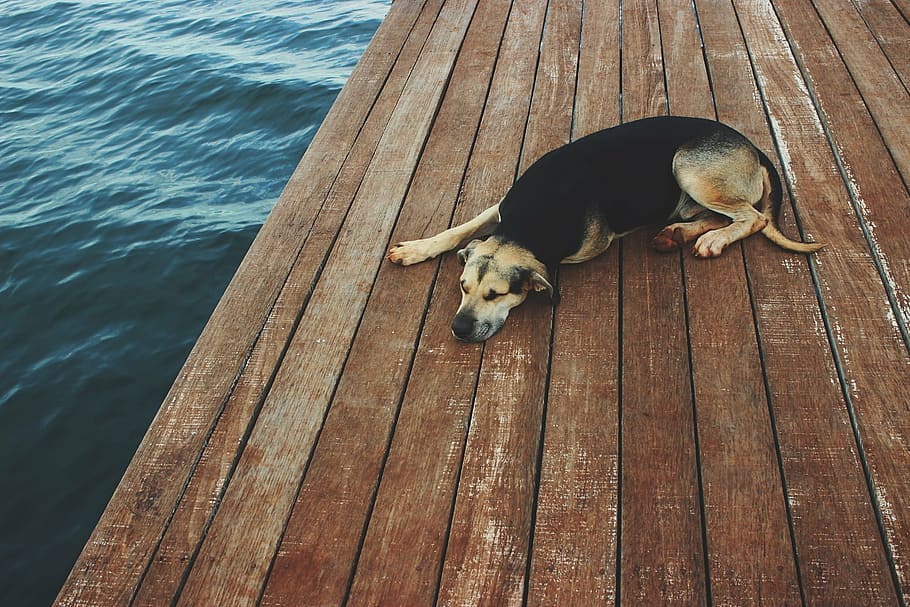 tan and and black German shepherd lying on the ocean dock, dog HD wallpaper