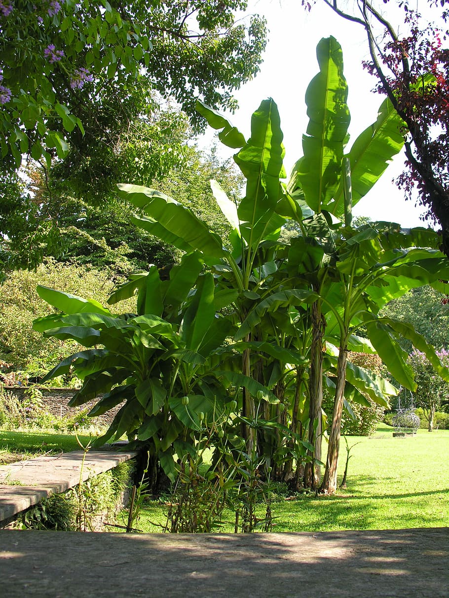 Banana Trees, Villa Taranto, lago maggiore, nature, outdoors